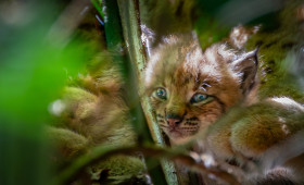 Drei Babys geboren: Es gibt Luchs-Nachwuchs im Harz