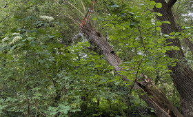 Wolfenbütel: Potenziell gefährlicher Baum wird wegen Tieren nicht gefällt