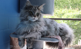 Braunschweig: Maine-Coon-Kater sucht ein liebevolles Zuhause
