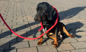 Braunschweig: Halter gesucht: Hündin herrenlos im Ort unterwegs