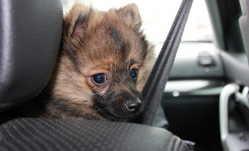 Goslar: Polizei muss Hund aus völlig überhitztem Auto befreien
