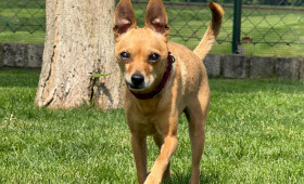 Braunschweig: Herzensmensch gesucht – Diese Hunde hoffen auf zweite Chance