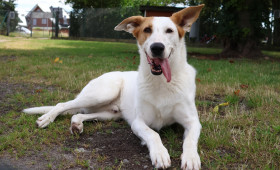 Vierbeiner der Woche: Duke und Sprotte suchen das Glück in Braunschweig