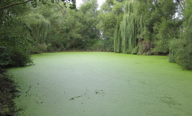 Dieser Teich im Landkreis Wolfenbüttel bekommt eine Entschlammungskur