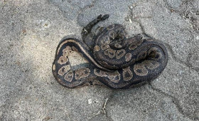 Königpython auf Bauernhof in Bremervörde entdeckt