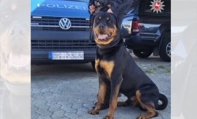 Goslar: Neues von Stitch - Vom tapsigen Welpen zum Polizeihund