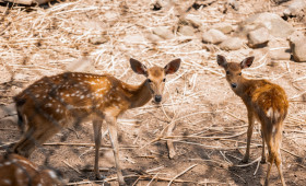 Sika-Hirsch: EU verlangt Tötung aller Tiere