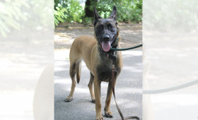 Braunschweig: Malinois-Hündin sucht erfahrene Halter