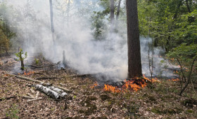 400 Quadratmeter Waldfläche bei Wagenhoff in Flammen