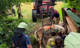 Missliche Lage: Feuerwehr Grasleben befreit Pferd aus Graben