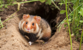 Freiwillige zum Hamsterzählen im Kreis Peine gesucht