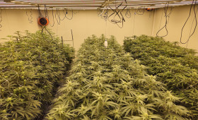 Bald öffnet Wolfsburgs erster Cannabis Club