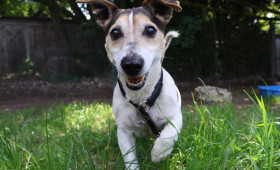 Jack Russell Grumpy wartet: Charakterstarker Terrier sucht erfahrene Menschen