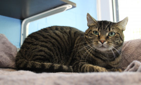 Tierheim Braunschweig: Katze Mascha sucht ein neues Zuhause