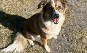 Region Braunschweig: Treue Seele Charly sucht geduldige Herzensmenschen