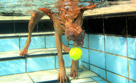 Ab ins kühle Nass: In Braunschweig können Hunde bald wieder schwimmen