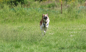 Hundeverein lädt zum tierischen Sommerfest nacht Watenstedt