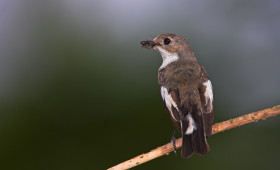 Wer wird "Vogel des Jahres"? – Jetzt abstimmen