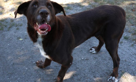 Tiervermittlung Braunschweig: Eddy und Akira suchen liebevolle Menschen