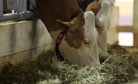 Shamonda-Virus in Niedersachsen nachgewiesen