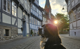 Wolfenbüttel: Erster Tiersegnungsgottesdienst in St. Petrus