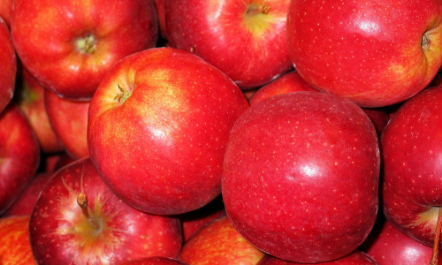 Die Apfelernte steht an beginnt offiziell am 25. August 2018. Foto: Pixabay