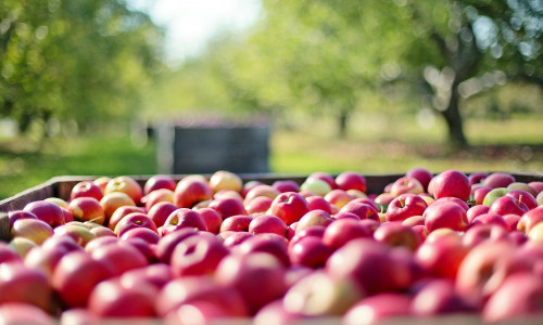 Im September startet die Apfelernte bei uns in Niedersachsen. Foto: Pixabay