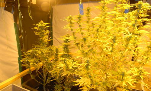 Im Keller des 31-jährigen Mannes konnte eine professionell errichtete Cannabispflanzen-Plantage in zwei separaten Räumen festgestellt werden. Foto: Polizeiinspektion Gifhorn