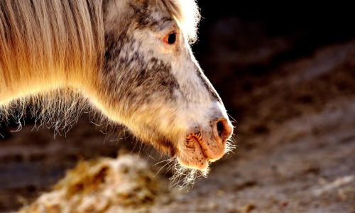 Ein Pony konnte durch den Einsatz zweier Verkehrsteilnehmer gerettet werden. Symbolfoto: Pixabay