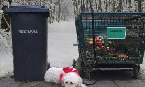 Oft werden Tiere nach dem Weihnachtsfest wieder zurückgegeben. Foto: Deutscher Tierschutzbund e.V.