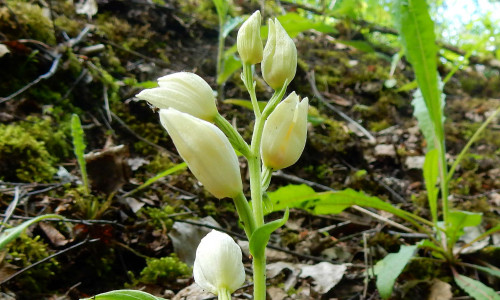 Weiße Waldvögelein – Orchidee des Jahres 2017. Foto: NABU/Annemarie Krause.