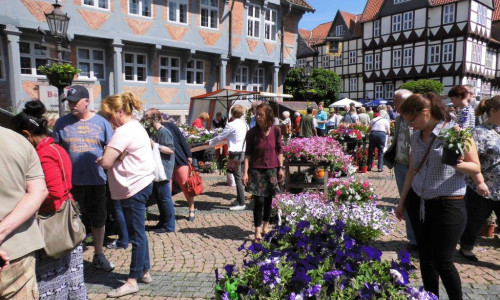Der Wolfenbütteler Geranienmarkt - ein Veranstaltungshöhepunkt in der Gärtnerstadt. Fotos: Andreas Meißler