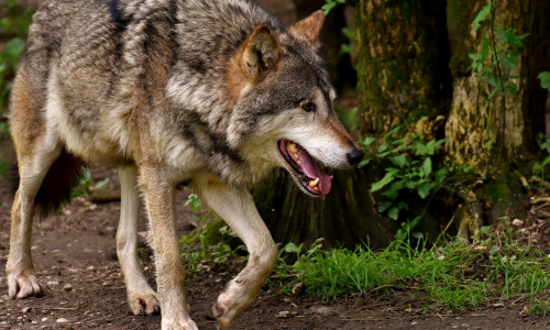 Der Wolf übernehme eine wichtige Funktion im Ökosystem. Symbolbild: Pixabay