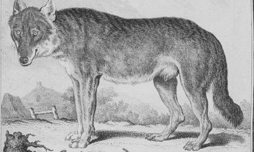 Der Wolf in der Naturgeschichte des 18. Jahrhunderts, aus: George Louis Leclerc de Buffon: Histoire naturelle 1749ff. Quelle: Herzog August Bibliothek