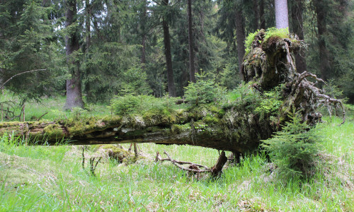Laut Landesforsten geht es dem Wald gut. Foto: Landesforsten/Sabine Bauling