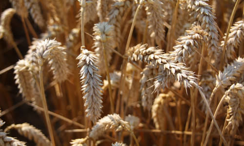 Die AfD im Rat der Stadt kritisiert, dass am Södeweg der Weizen verrottet und fordert eine Erklärung von der Stadt. Symbolfoto: Archiv  