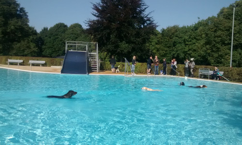 Hundeschwimmen 2017. Foto: U. Siemens