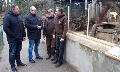 Gregor Wilhelm erläutert gemeinsam mit einem Tierpfleger beiden Politkern die Unterbringung der Erdmännchen. Foto: Sandra Domeier