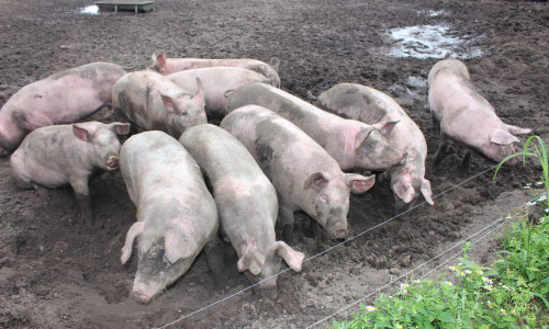 Schweine in Freilandhaltung sind besonders gefährdet. Symbolfoto: Jan Weber