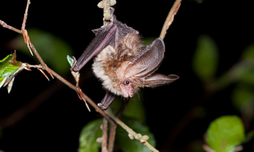 Der Vortrag „Fledermäuse – Jäger der Nacht“ findet am Freitag, den 11. März um 19:30 Uhr im Nationalparkhaus Sankt Andreasberg statt. Foto: Marco König