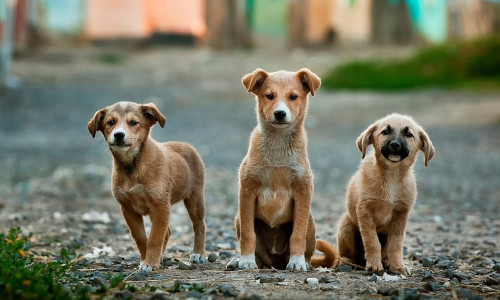 Für diese kleinen Hunde könnte eine Gefährdungslage vorliegen, würden sie einfach ausgesetzt werden. Symbolbild.