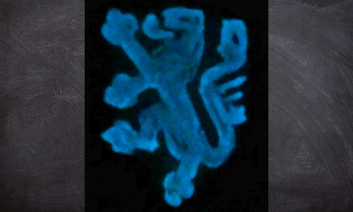 Löwenlogo, aus dem Bakterium Aliivibrio fischeri DSM 507T gewachsen. Foto: N. Reimann