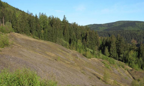 Besucher gefährden Schwermetallrasen bei Lautenthal im Forstamt Seesen. Foto: Niedersächsische Landesforsten