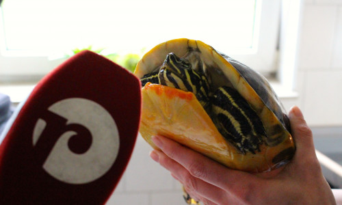 Schildkröten finden öfters ihren Weg ins Tierheim. Manchmal erst nach Jahren. (Archivfoto)