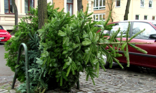 Ab Montag, 9. Januar, beginnt die Entsorgung der Weihnachtsbäume. Foto: Archiv/André Ehlers