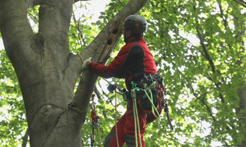 Die Helfer suchten nach kleinen Löchern in den Bäumen, in denen sich die Tiere aufhalten konnten. Foto: Rudolf Karliczek