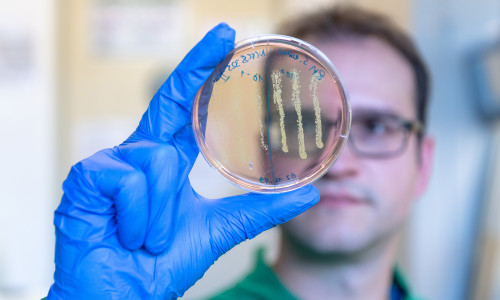 Robert Macsics (Doktorand im AK Sieber) beim Betrachten einer Agar-Platte, auf der Kolonien des Bakteriums Staphylokokkus aureus gewachsen sind. Der Farbwechsel der Platte von Rot zu Gelb im Bereich der Bakterienkolonien zeigt an, dass es sich um Bakterien der Art Staphylococcus aureus handelt.
Foto:Andreas Heddergott / TUM 