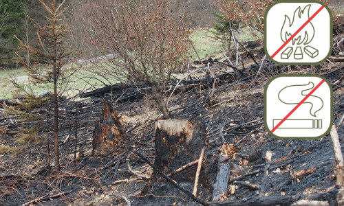 Der Nationalpark ruft die Bevölkerung zur Mithilfe bei der Verhütung von Waldbränden auf. Symbolfoto: Sabine Bauling