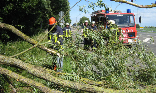 Der Baum war zum Teil auf die Straße gefallen und musste von der Feuerwehr entfernt werden. Fotos: Feuerwehr Flechtorf