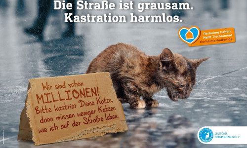 Der Deutsche Tierschutzbund macht mit seiner Kampagne auf das Leid der Straßenkatzen in Deutschland aufmerksam.